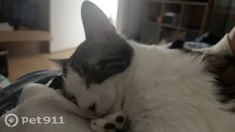 Chat d'appartement perdu à Colombelles - photo
