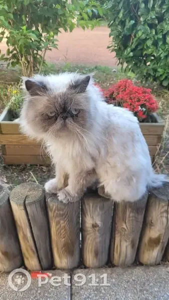 Chat Persan trouvé, perdu près de Paul Santy - photo