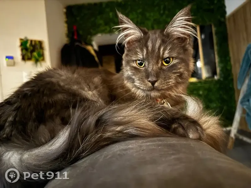 Chat perdu Rue Ardaux, Feignies - photo