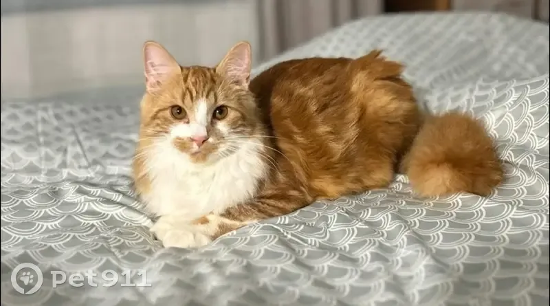 Chat perdu : Tigré roux/blanc, 1 an, Parigné - photo