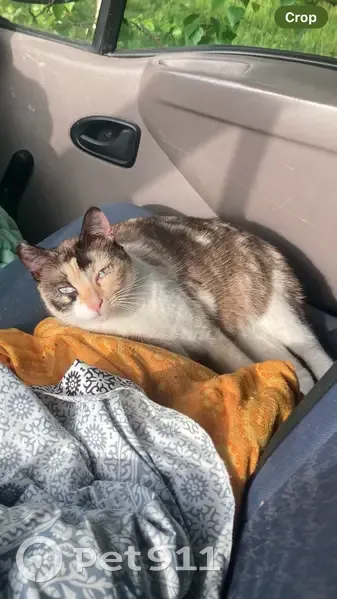 Chatte perdue, tachetée, yeux bleus, Rezé - photo