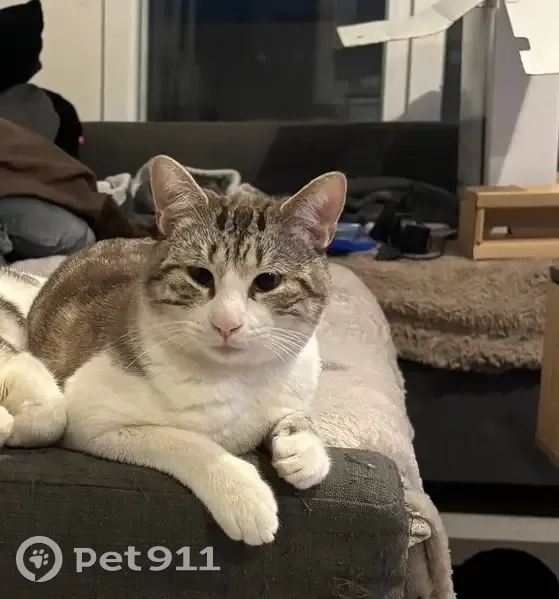 Chat perdu : gris tigré, ventre blanc, Béziers - photo