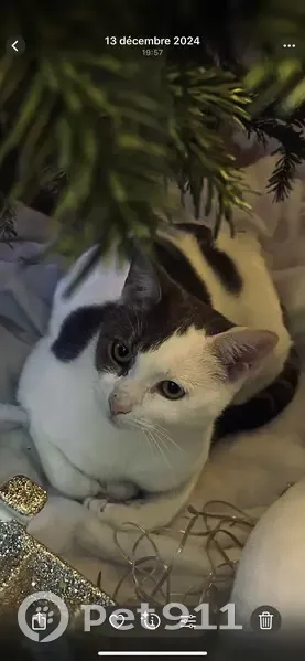 Chat perdu à Marzy : blanc et gris, sociable - photo