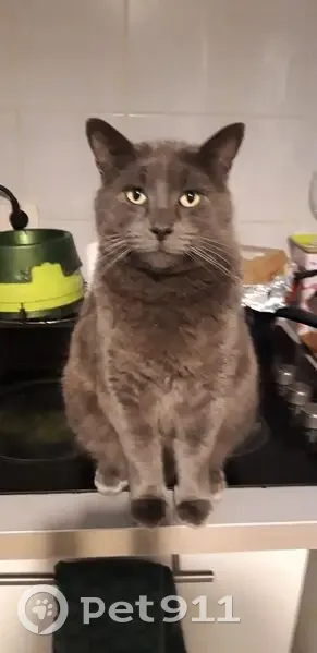 Chat perdu : Titou, sociable, Rue des Noisetiers - photo