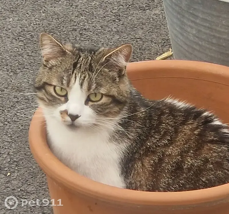 Chat perdu : Roméo, tâche marron, traitement - photo