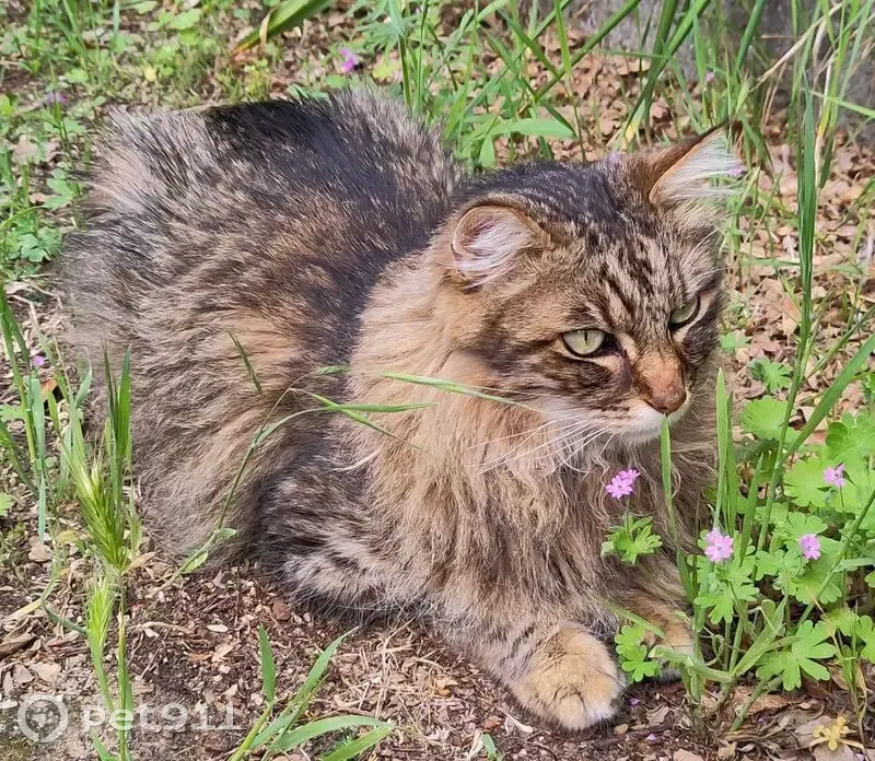 Chat tigré perdu à Vence, 13 ans - photo
