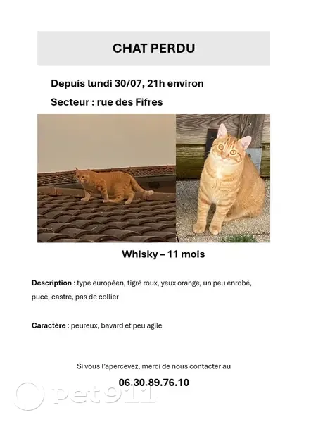 Chat roux perdu, rue des Fifres, Mornant - photo