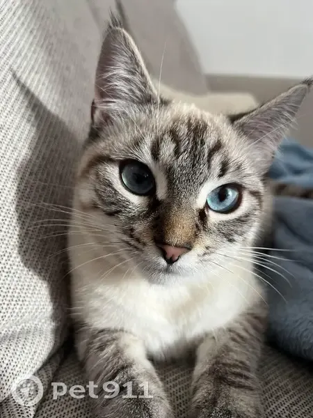 Chatte perdue, petite, yeux bleus, Clermont - photo