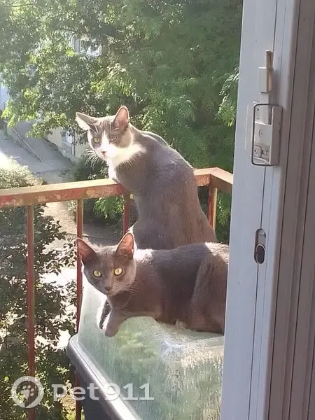 Chat gris perdu, tombé du 3e étage - photo