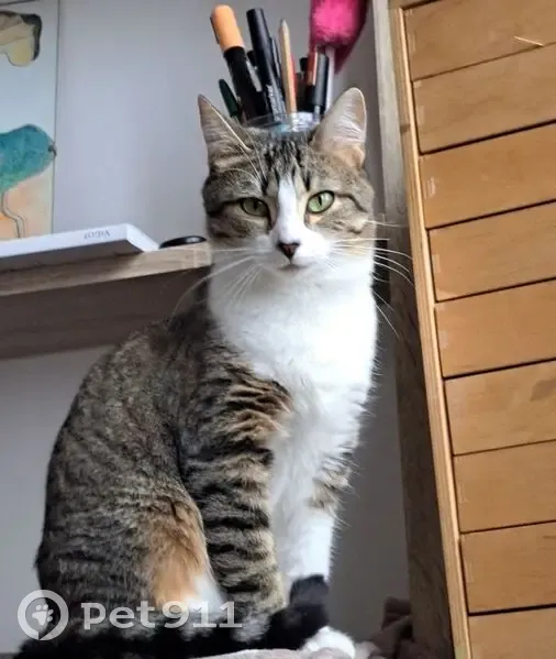 Chatte tigrée-blanche perdue à Rennes - photo