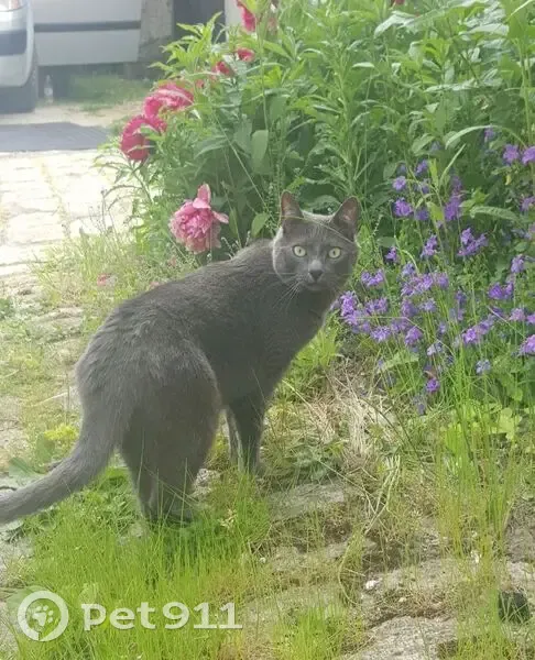 Chat gris perdu à Pithiviers - photo