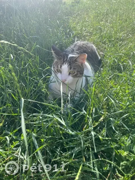 Chatte perdue, blanche tigrée, Corbeil-Essonnes - photo