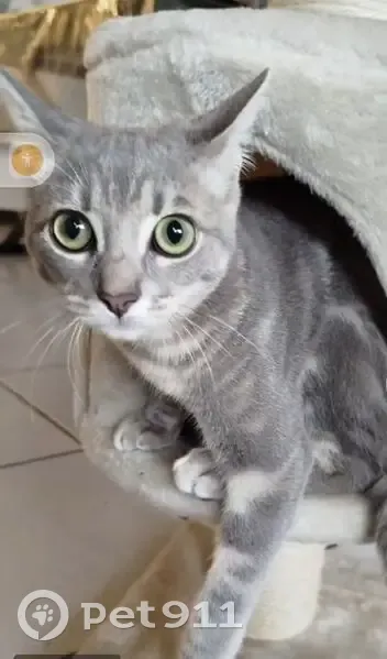 Chatte grise Mimouche perdue à Colomiers - photo