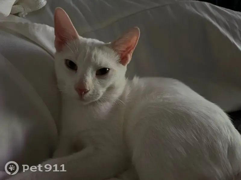 Chat perdu blanc, queue brune, yeux bleus - photo