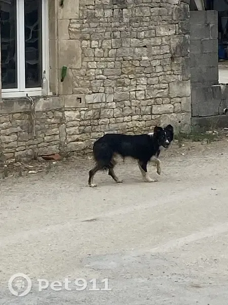 Chien noir et blanc trouvé Route de Verteuil - photo