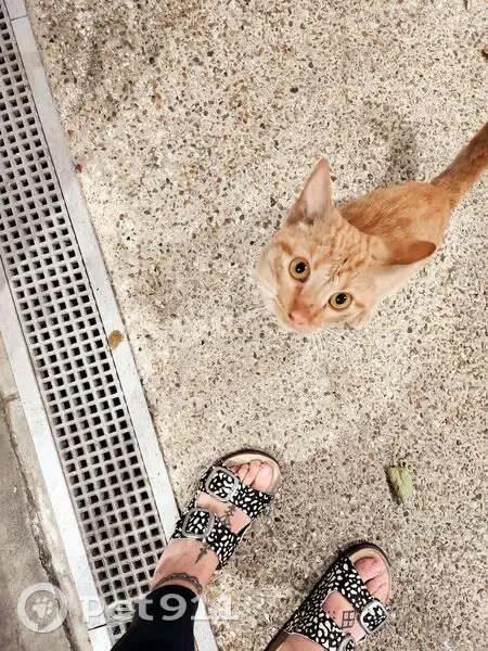 Jeune chat mâle roux trouvé à Aubervilliers - photo