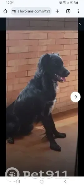 Chien noir et blanc perdu à Nîmes - photo