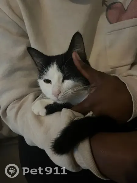 Chat Perdue à Gargenville : Aidez-nous ! - photo