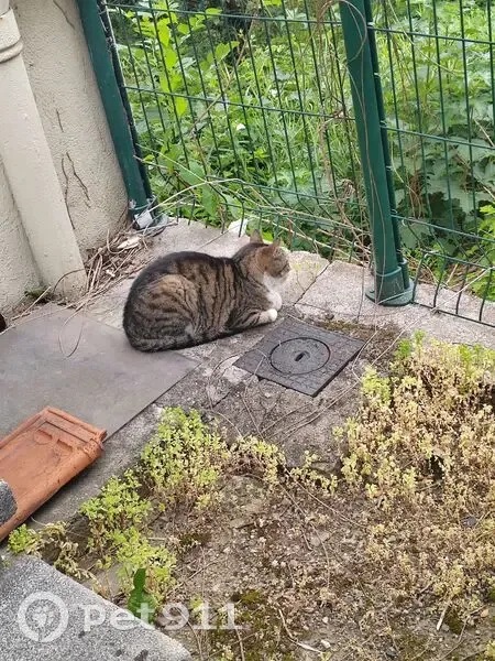 Chat trouvé, sociable, Avenue de la Libération - photo