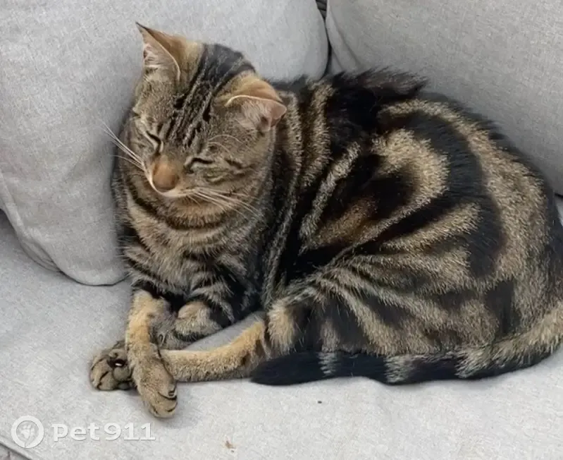Perdu : Ralph, chat tigré brun, Limeil-Brévannes - photo