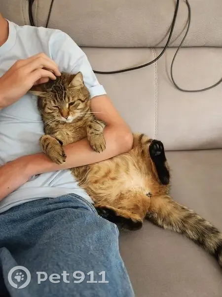 Chatte tigrée perdue à Talant - photo