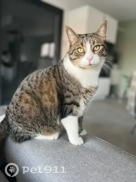 Chat perdu: mâle tigré, rue des Vignes - photo