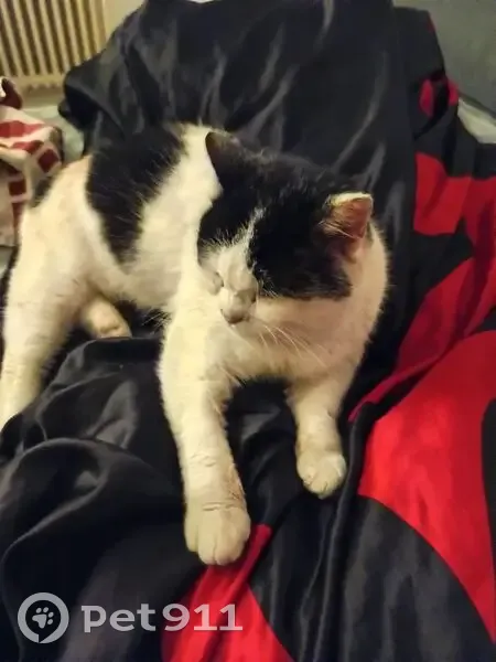 Chat perdu noir et blanc à Amnéville - photo