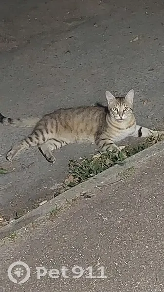 Chat gris tigré sociable trouvé à Choisy - photo