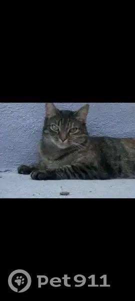 Chat perdu, stérilisé, Écaille, Volvic - photo