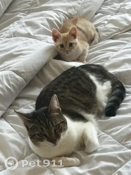 Chatte tigrée perdue à Montigny-lès-Metz - photo
