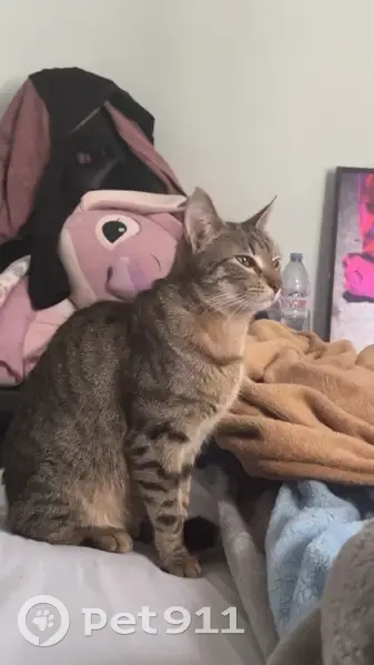 Chatte tigrée perdue à Lyon le 20 juin - photo