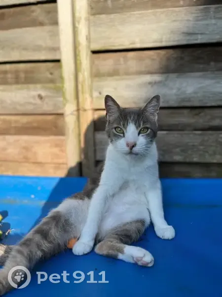 Chat perdu : Félix, gris et blanc, Montdragon - photo