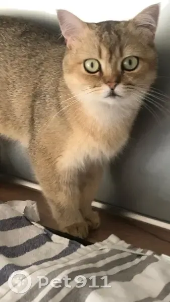 Chat perdu à Thionville : Watson, 1 an - photo