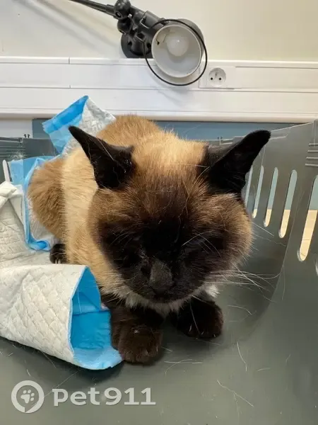 Chatte maigre trouvée à Roissy-en-Brie - photo