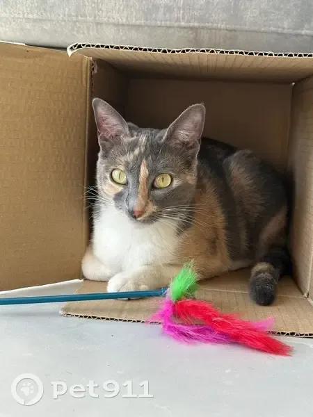 Chatte Isabelle perdue à Nîmes - photo