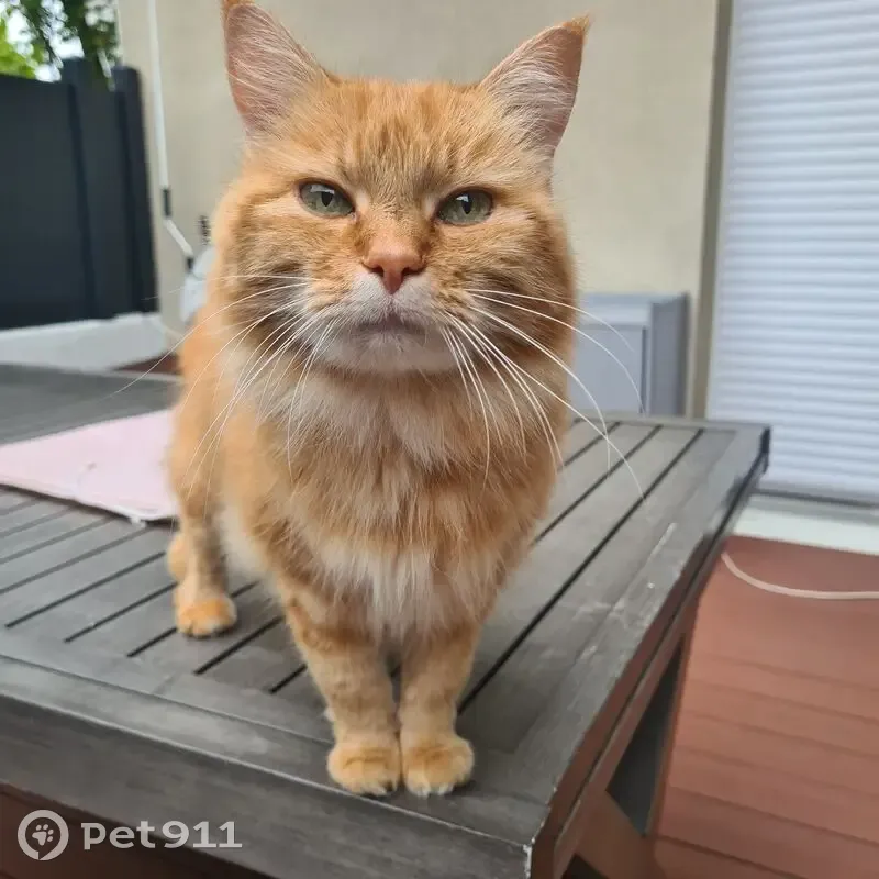 Chatte Rousse Perdue à Arenthon, 20 Ans - photo