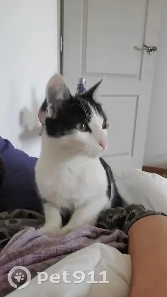 Chat perdu : blanc et noir, 1 an, sociable - photo