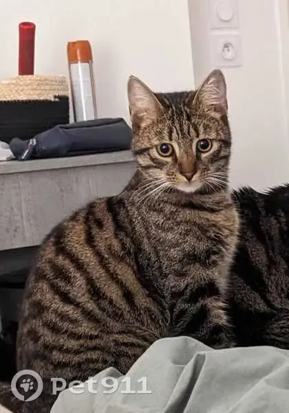 Chat perdu à Chelles : mâle tigré, 4 kg - photo