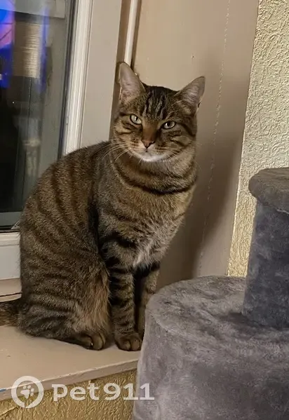 Chat européen mâle perdu à Saint-Malo - photo