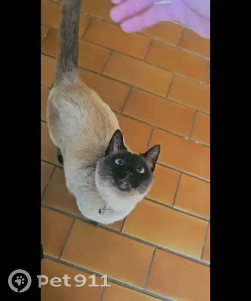 Chatte siamoise perdue à Lunel - photo