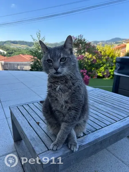 Perdue : Chatte grise Bella, 16 ans, Thurins - photo