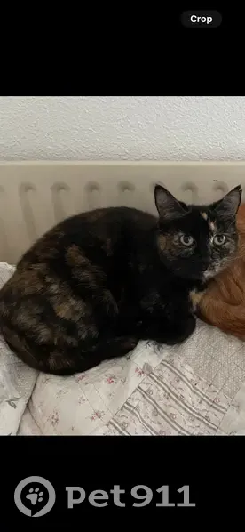 Chatte écaille perdue à Balma : Quenelle - photo