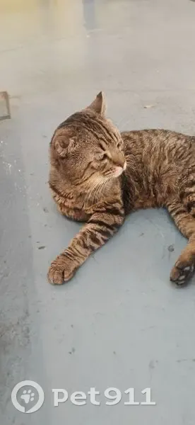 Chat mâle tigré trouvé à Gentilly - photo