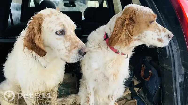 Deux setters anglais perdus à Belmont - photo