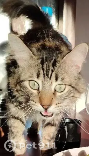 Chat mâle tigré perdu à Thonon-les-Bains - photo