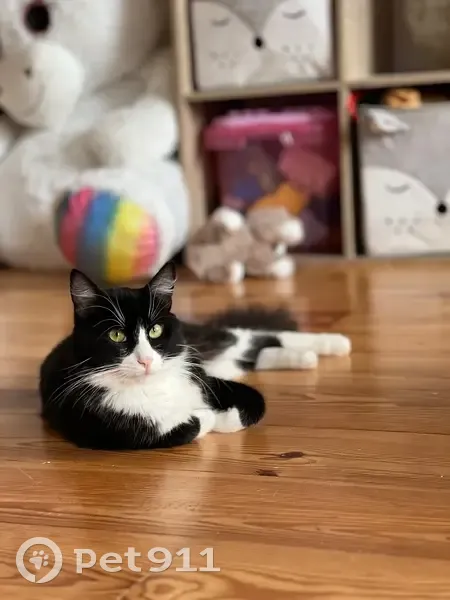 Chat perdu à Mérignac : noir/blanc, craintif - photo