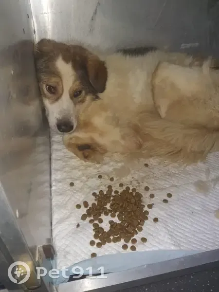 Chien perdu, très peureux à Sarras - photo