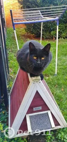 Chat noir perdu, yeux jaunes, Lezennes - photo