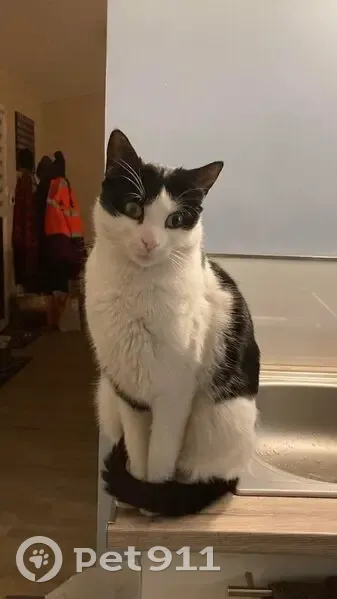 Chat perdu à Meyrieu-les-Étangs - photo