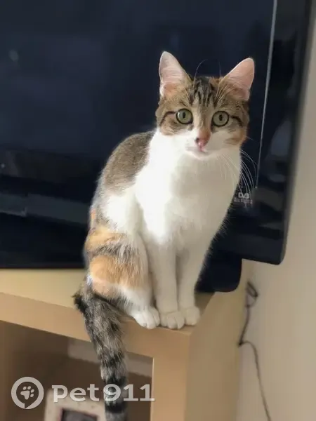 Chatte écaille perdue, yeux verts, Morsang - photo